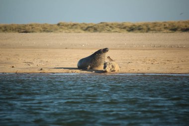 Yüzen ve güneşin altında güneşlenen foklar ve Blakeney, Norfolk, İngiltere etrafındaki plajlar..