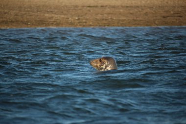 Yüzen ve güneşin altında güneşlenen foklar ve Blakeney, Norfolk, İngiltere etrafındaki plajlar..