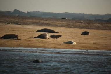 Yüzen ve güneşin altında güneşlenen foklar ve Blakeney, Norfolk, İngiltere etrafındaki plajlar..
