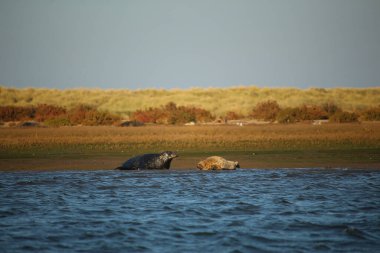 Yüzen ve güneşin altında güneşlenen foklar ve Blakeney, Norfolk, İngiltere etrafındaki plajlar..
