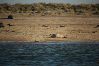 Yüzen ve güneşin altında güneşlenen foklar ve Blakeney, Norfolk, İngiltere etrafındaki plajlar..