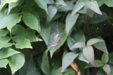 Baharın sonlarında bahçede doğa ilginç desenler, şekiller ve hareketler yaratır.