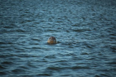 Yüzen ve güneşin altında güneşlenen foklar ve Blakeney, Norfolk, İngiltere etrafındaki plajlar..