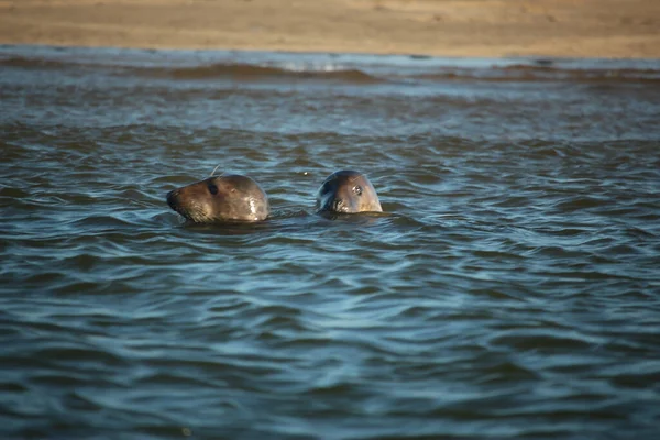 Κοινές Φώκιες Που Κολυμπούν Και Απολαμβάνουν Τον Ήλιο Στο Νερό — Φωτογραφία Αρχείου