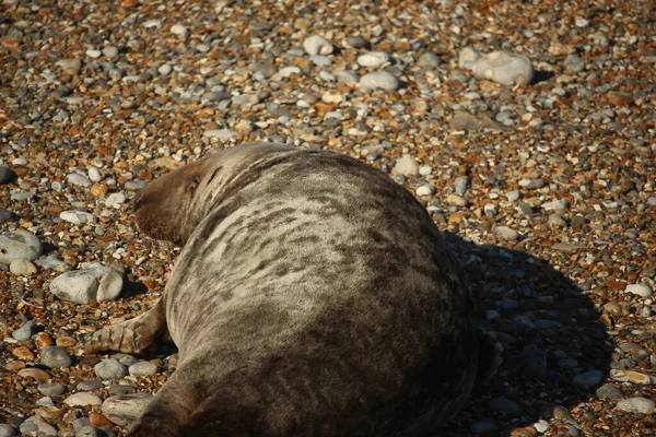 Common Seals Swimming Basking Sun Water Beaches Blakeney Norfolk — Stock fotografie