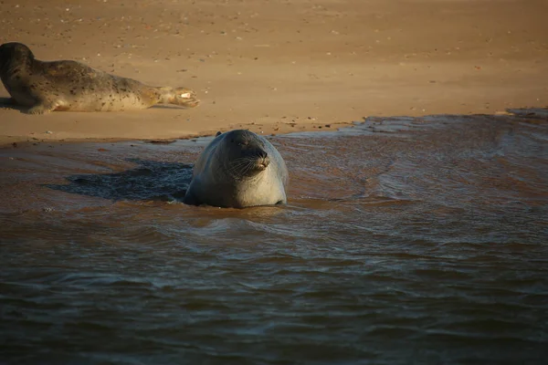 Common Seals Swimming Basking Sun Water Beaches Blakeney Norfolk — Foto de Stock