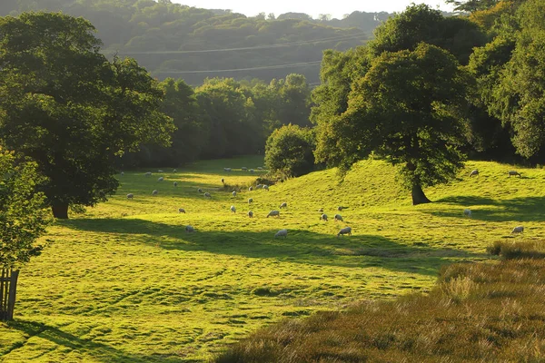 Kuzey Devon 'da yaz güneşinin altında güneşlenerek