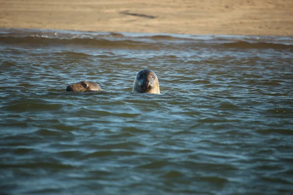 Common Seals Swimming Basking Sun Water Beaches Blakeney Norfolk — Stockfoto