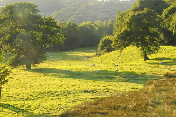 Kuzey Devon 'da yaz güneşinin altında güneşlenerek