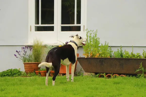 Bella Canino Cercando Una Piccola Quantità Attenzione — Foto Stock