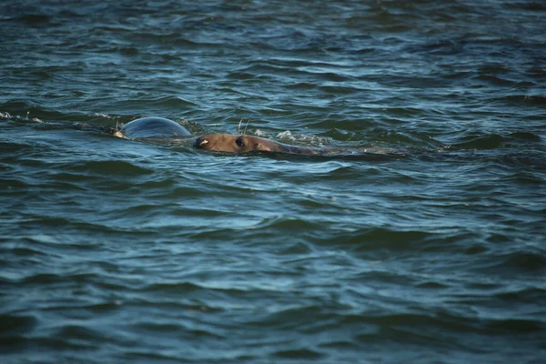 Common Seals Swimming Basking Sun Water Beaches Blakeney Norfolk — Stock Photo, Image