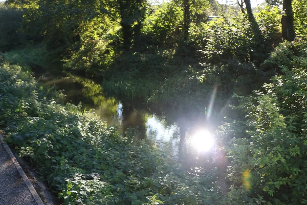 在斑斑的阳光下漫步在林间小径上 旁边是一只小鸟的流水 — 图库照片