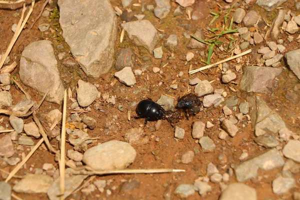 Bugs Crawling Summer Sun North Devon Walk Countryside Exmoor — Stockfoto
