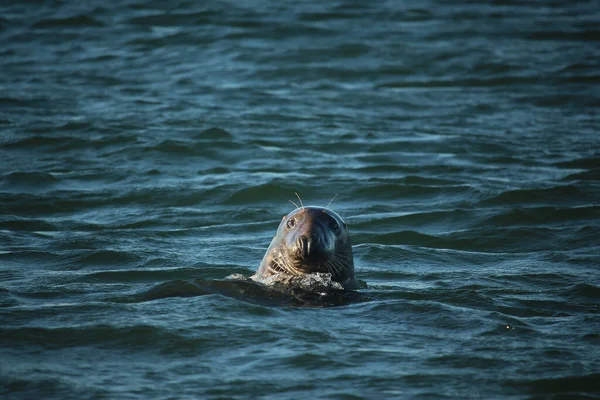 Common Seals Swimming Basking Sun Water Beaches Blakeney Norfolk — Stockfoto