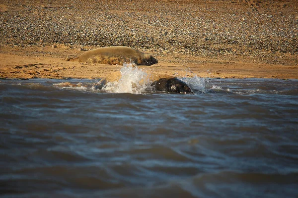 Běžné Tuleni Plavání Koupání Slunci Vodě Plážích Okolí Blakeney Norfolk — Stock fotografie