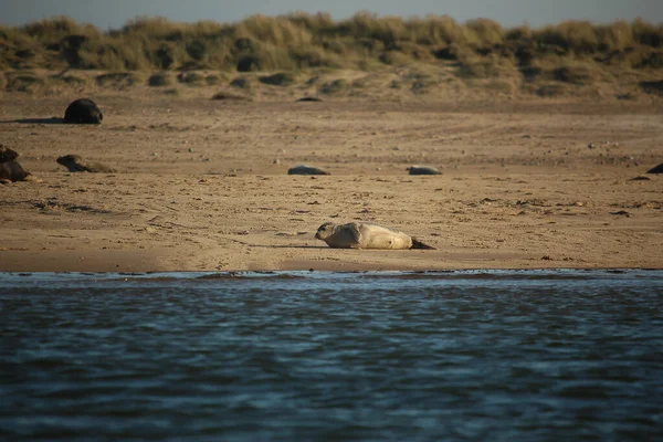 Yüzen ve güneşin altında güneşlenen foklar ve Blakeney, Norfolk, İngiltere etrafındaki plajlar..