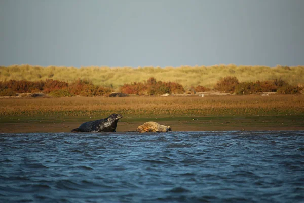 Yüzen ve güneşin altında güneşlenen foklar ve Blakeney, Norfolk, İngiltere etrafındaki plajlar..