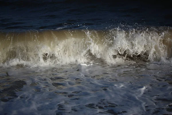 Selos Comuns Nadando Banhando Sol Água Nas Praias Torno Blakeney — Fotografia de Stock