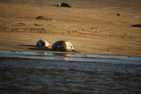 Common Seals Swimming Basking Sun Water Beaches Blakeney Norfolk — Stock fotografie