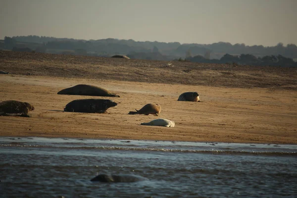 Yüzen ve güneşin altında güneşlenen foklar ve Blakeney, Norfolk, İngiltere etrafındaki plajlar..
