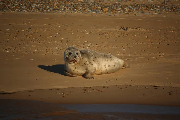 Common Seals Swimming Basking Sun Water Beaches Blakeney Norfolk — Stock fotografie