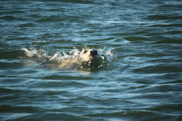 Yüzen ve güneşin altında güneşlenen foklar ve Blakeney, Norfolk, İngiltere etrafındaki plajlar..