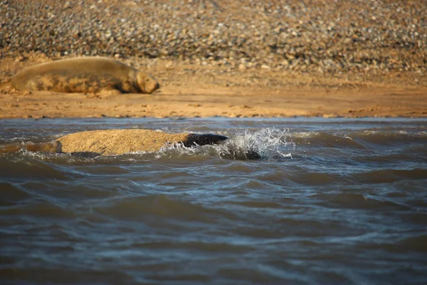 Běžné Tuleni Plavání Koupání Slunci Vodě Plážích Okolí Blakeney Norfolk — Stock fotografie