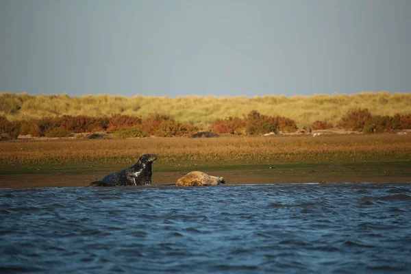 Yüzen ve güneşin altında güneşlenen foklar ve Blakeney, Norfolk, İngiltere etrafındaki plajlar..