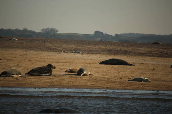 Common Seals Swimming Basking Sun Water Beaches Blakeney Norfolk — Photo