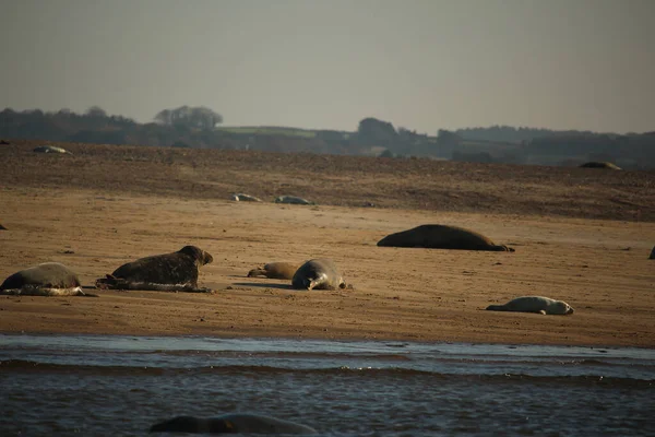 Selos Comuns Nadando Banhando Sol Água Nas Praias Torno Blakeney — Fotografia de Stock