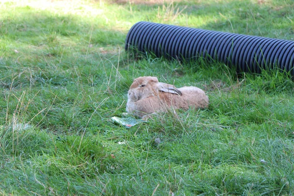 英国赫特福德郡瓦尔市外的Amwell花园中心 一只毛茸茸的小哺乳动物 — 图库照片
