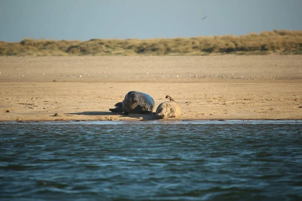 Yüzen ve güneşin altında güneşlenen foklar ve Blakeney, Norfolk, İngiltere etrafındaki plajlar..