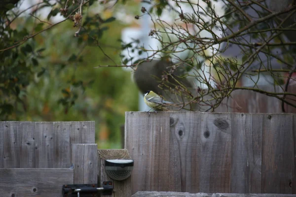 Die Natur Garten Spätherbst Schafft Interessante Muster Formen Und Bewegungen — Stockfoto