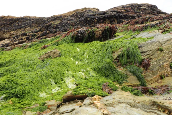 Güney Cornwall sahil şeridinde yaz güneşinin altında güneşlenerek