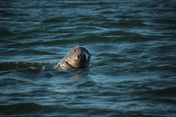 Seehunde Schwimmen Und Sonnen Sich Wasser Und Den Stränden Rund — Stockfoto