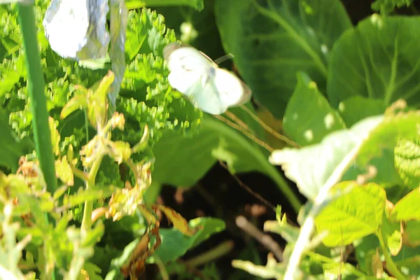 Bugs Crawling Summer Sun North Devon Walk Countryside Exmoor — ストック写真