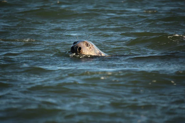 Common Seals Swimming Basking Sun Water Beaches Blakeney Norfolk — Foto de Stock