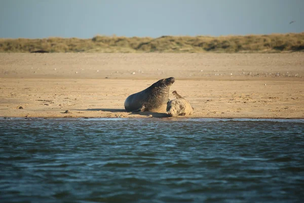 Yüzen ve güneşin altında güneşlenen foklar ve Blakeney, Norfolk, İngiltere etrafındaki plajlar..