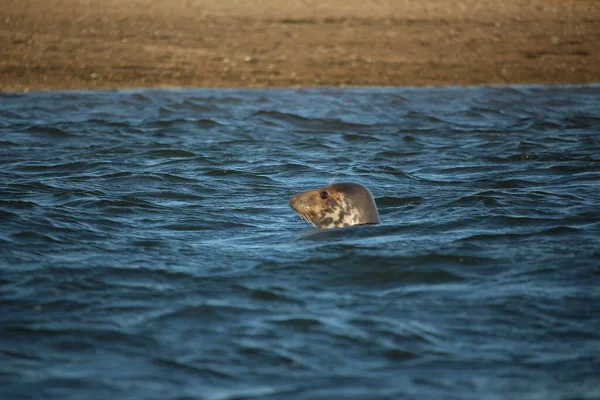 Common Seals Swimming Basking Sun Water Beaches Blakeney Norfolk — Foto Stock