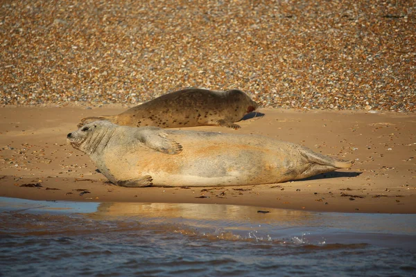 Common Seals Swimming Basking Sun Water Beaches Blakeney Norfolk — Foto Stock