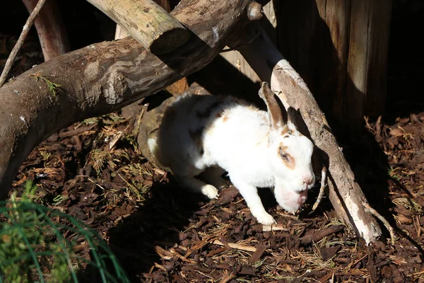 Tiny Furry Mammals Garden Centre Amwell Just Ware Hertfordshire — 스톡 사진