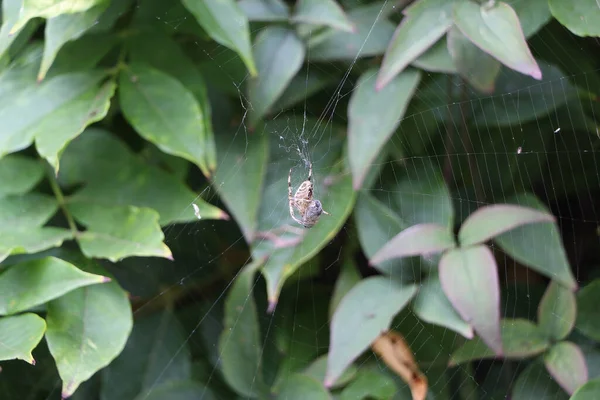 Baharın sonlarında bahçede doğa ilginç desenler, şekiller ve hareketler yaratır.