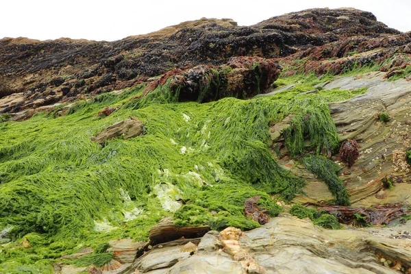 Güney Cornwall sahil şeridinde yaz güneşinin altında güneşlenerek