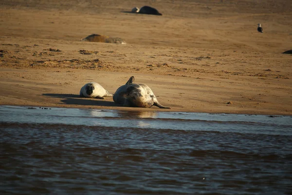Common Seals Swimming Basking Sun Water Beaches Blakeney Norfolk — 图库照片