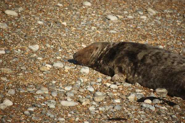 Common Seals Swimming Basking Sun Water Beaches Blakeney Norfolk — Stockfoto