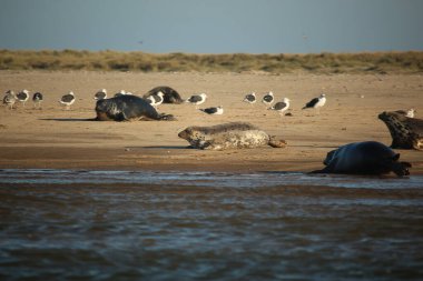 Yüzen ve güneşin altında güneşlenen foklar ve Blakeney, Norfolk, İngiltere etrafındaki plajlar..