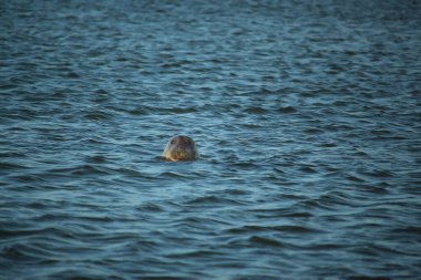 Yüzen ve güneşin altında güneşlenen foklar ve Blakeney, Norfolk, İngiltere etrafındaki plajlar..