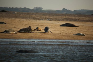 Yüzen ve güneşin altında güneşlenen foklar ve Blakeney, Norfolk, İngiltere etrafındaki plajlar..