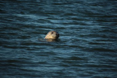 Yüzen ve güneşin altında güneşlenen foklar ve Blakeney, Norfolk, İngiltere etrafındaki plajlar..