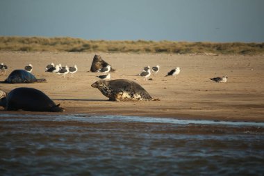 Yüzen ve güneşin altında güneşlenen foklar ve Blakeney, Norfolk, İngiltere etrafındaki plajlar..